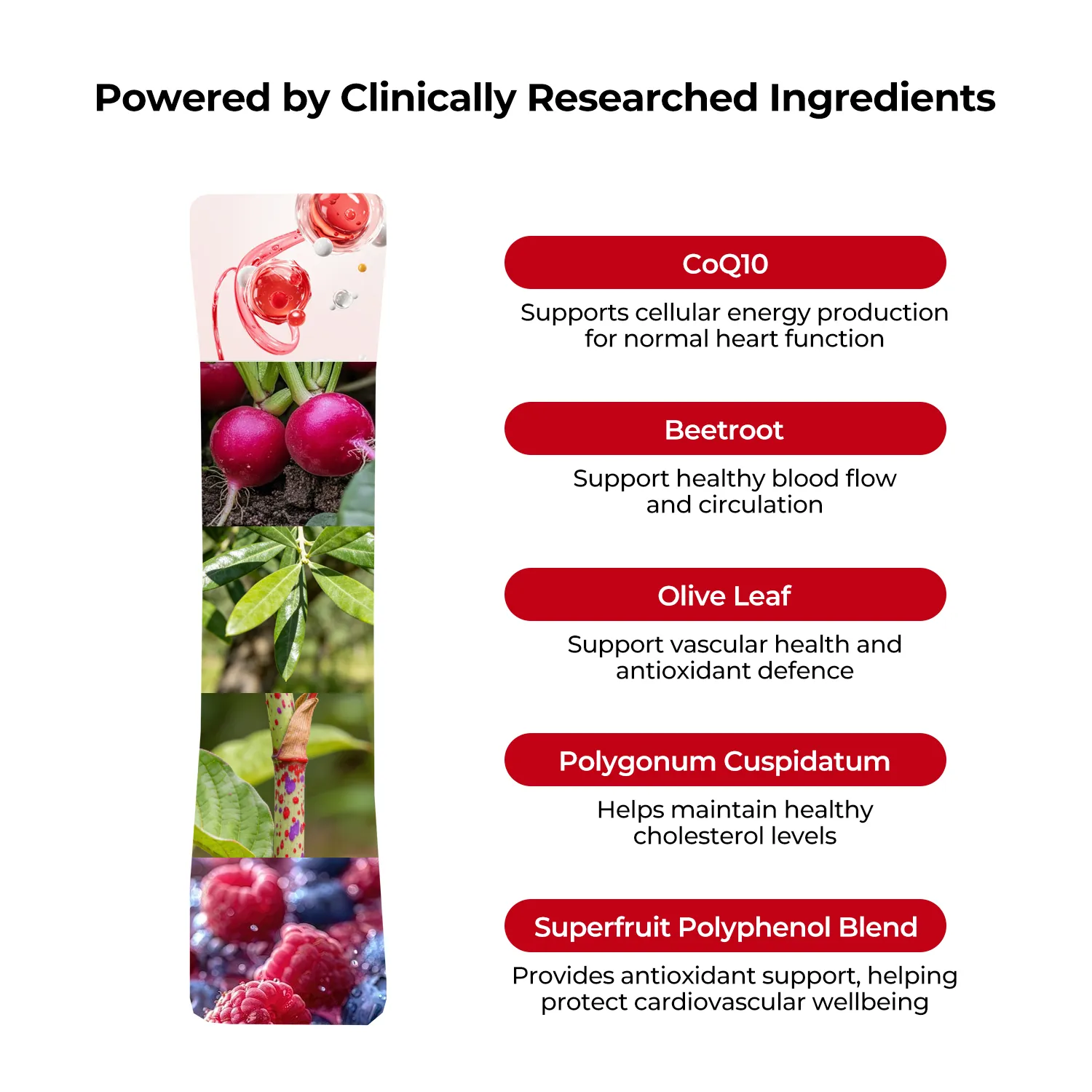 Cardio Flow Shot - Supports Circulatory & Heart Health - Image 3